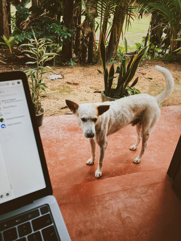 A skinny dog standing in front of someone's house door, looking towards the camera. The photo is taken from inside the room and the door is fully open. There's a laptop on the bottom-left corner, in the foreground, that is only partially visible and is blurred.