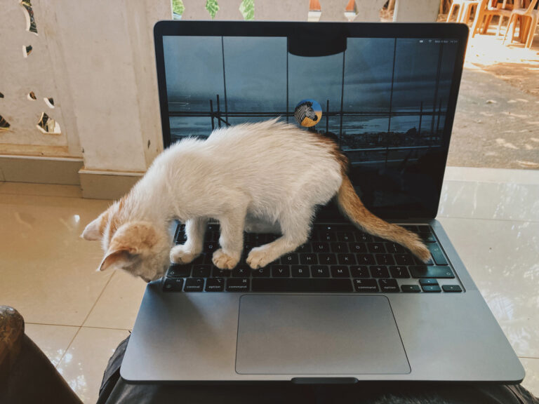 A very young cat walking on the keyboard of a laptop that sits on the legs of the person who took the photo.