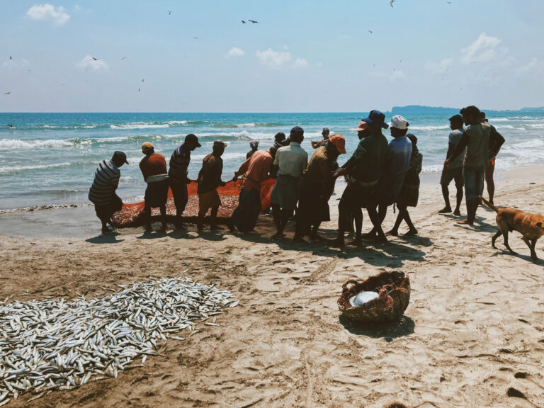 Around 13 dragging a fish net ashore on a sandy beach on a sunny day with blue skies.Bottom-left corner: a bunch of fish laying on the sand. Bottom-right corner: a dog walking out of frame. Top: birds flying over the area where the men are fishing.