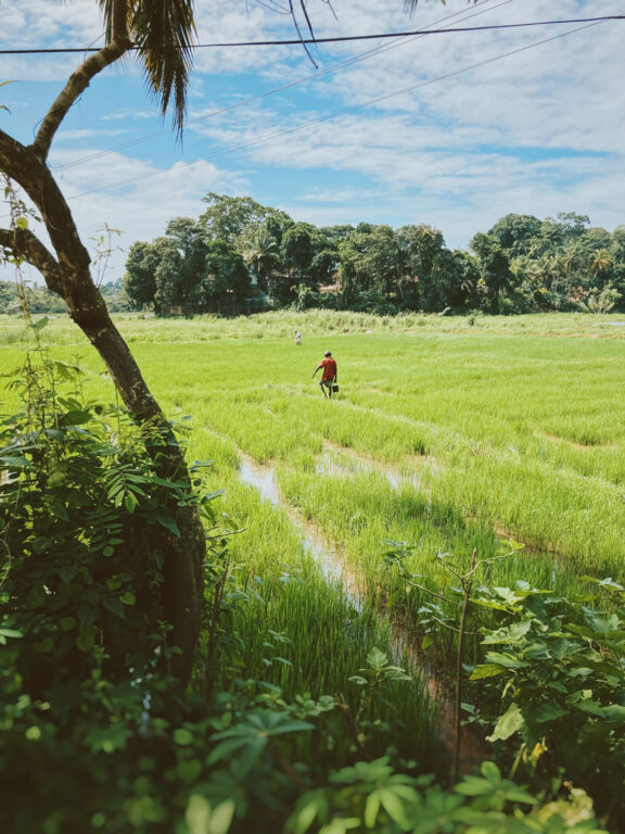 A man carrying a bucket walking across a green rice field. His figure is small as he's afar from the viewer. There are some plants in the bottom of the frame, and some trees in the background, where the rice field ends.