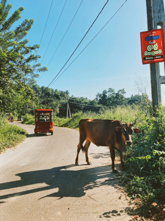 A very skinny brown cow standing on a road, looking towards the camera. On that same road there's a tuk tuk riding away from the camera. The road is paved and there's a rich vegetation on both sides of it. The sun is high and the sky is blue. There are some electrical wires running from to top-right corner towards the end of the road.